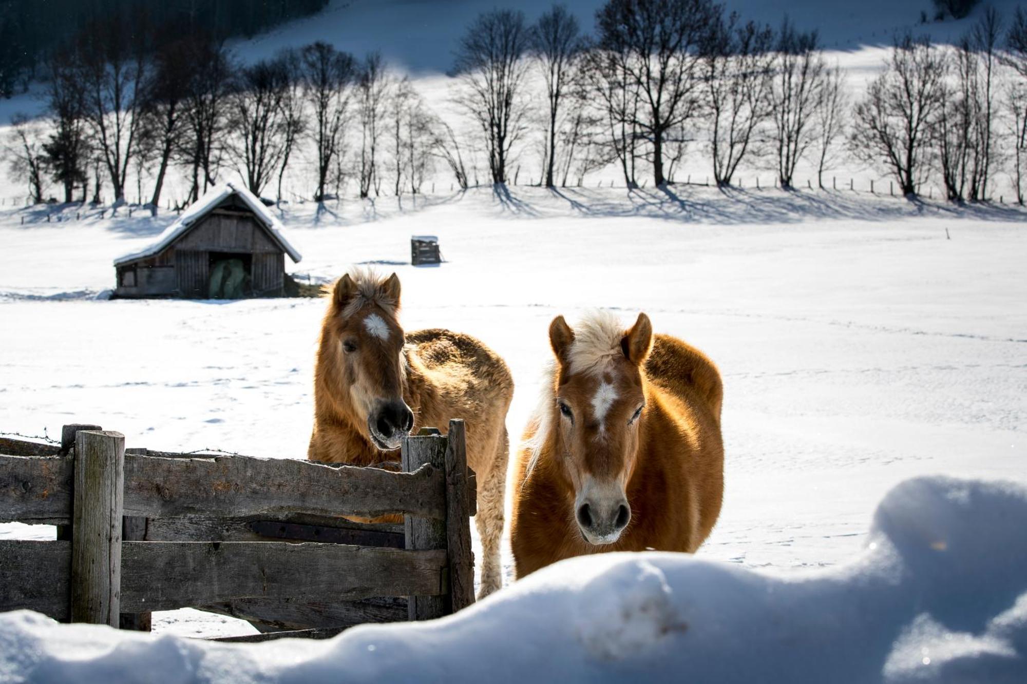 Naturpark Chalets Lambrecht By Alps Resorts ザンクト・ランブレヒット エクステリア 写真